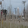 Glass Reeds