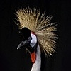 Exquisite Bird