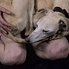 Woman With Whippet