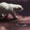 Ice Bear 
