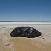 Body Bags #9
Salt Lake, Western Australia
