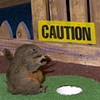 Caution, Squirrel
Melbourne