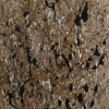 Paw Prints