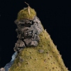 Pill (detail)