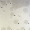 Couples Sex Drawings