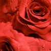 Rose Feet (detail)