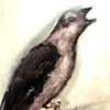Bird Singing