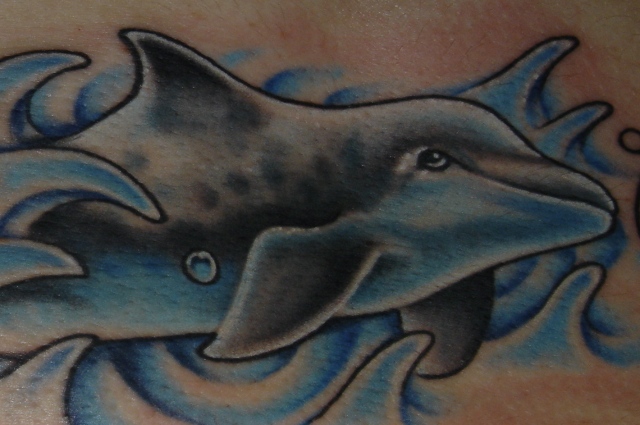 dolphin