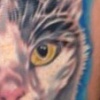 alex's cat