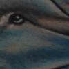 dolphin
