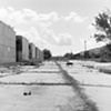 Stray Dog, New Orleans East