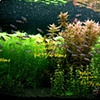 Aqua Forest, SFBG Best of the Bay