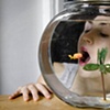 Fish Food