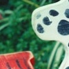 Dalmation Holding Fireplug