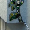 Frog Vine