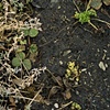 Dirt #2