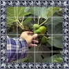 Azulejos