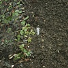 Dirt #7