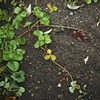 Dirt #9