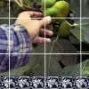 Azulejos #1 (Figs)