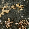 Dirt #1