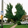 Tress, St. Catharines, ON