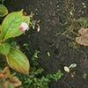 Dirt #5