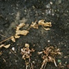 Dirt