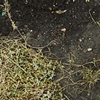 Dirt #8