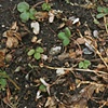 Dirt #6