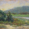 "Foggy Cedars