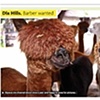 Long Island Alpaca farm - Metro LI