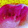 Uluru