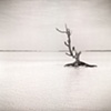Harbor Island Tree