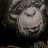monkey