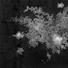 "Do People Ever Think You're White? I"
(White Noise series)