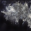 "I'm Just So Politically Correct Today"
(White Noise series)