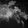 "Don't You Think That's A Little Elitist?"
(White Noise series)