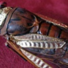 Wood Falls & The Wunderkammer