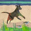 beach dog