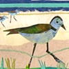 plover