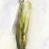 Green, Katy Gaydell Collier