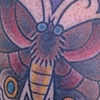 moth