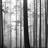 Vancouver's North Shore Series 2008, No.15