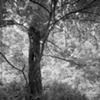 Vancouver's North Shore Series 2008 No. 4