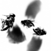 A Fly Muses
