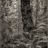 Lighthouse Park, West Vancouver