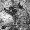 Raccoon 8 x 10 Contact Print