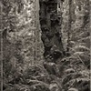 Lighthouse Park, West Vancouver





 