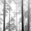Vancouver's North Shore Series 2008, No.17 